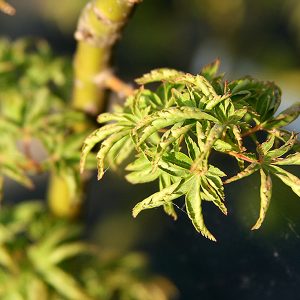 Piante Dalla A Alla Z Elenco Alfabetico Di Piante E Fiori