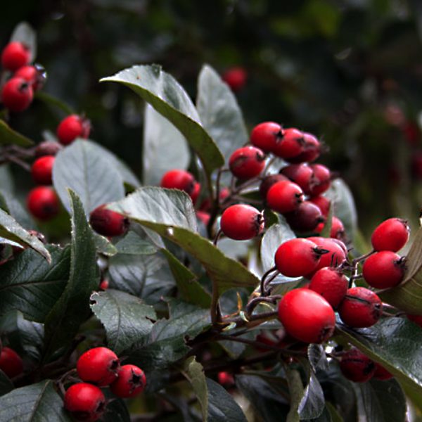 Crataegus oxyacantha | Vivai Ghellere