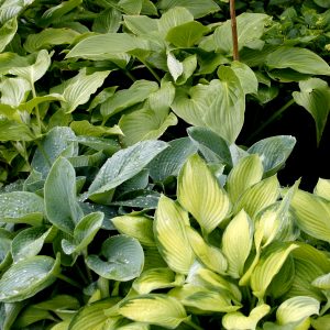 Hosta