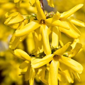 Forsythia