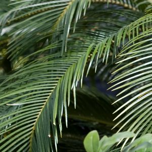 Cycas