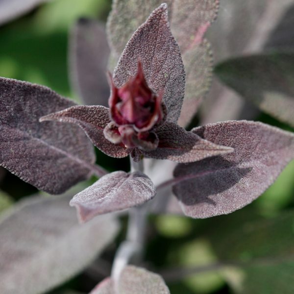 Salvia atropurpurea