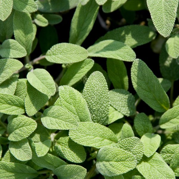 Salvia